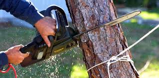 Mount Airy, GA Tree Services Company