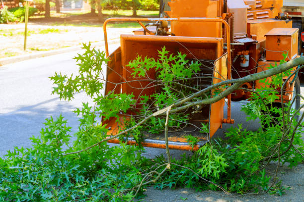 How Our Tree Care Process Works  in  Mount Airy, GA