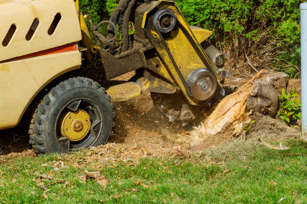 Best Tree Cabling and Bracing  in Mount Airy, GA